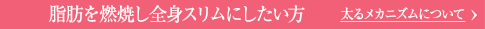 脂肪を燃焼し全身スリムにしたい方 太るメカニズムについて